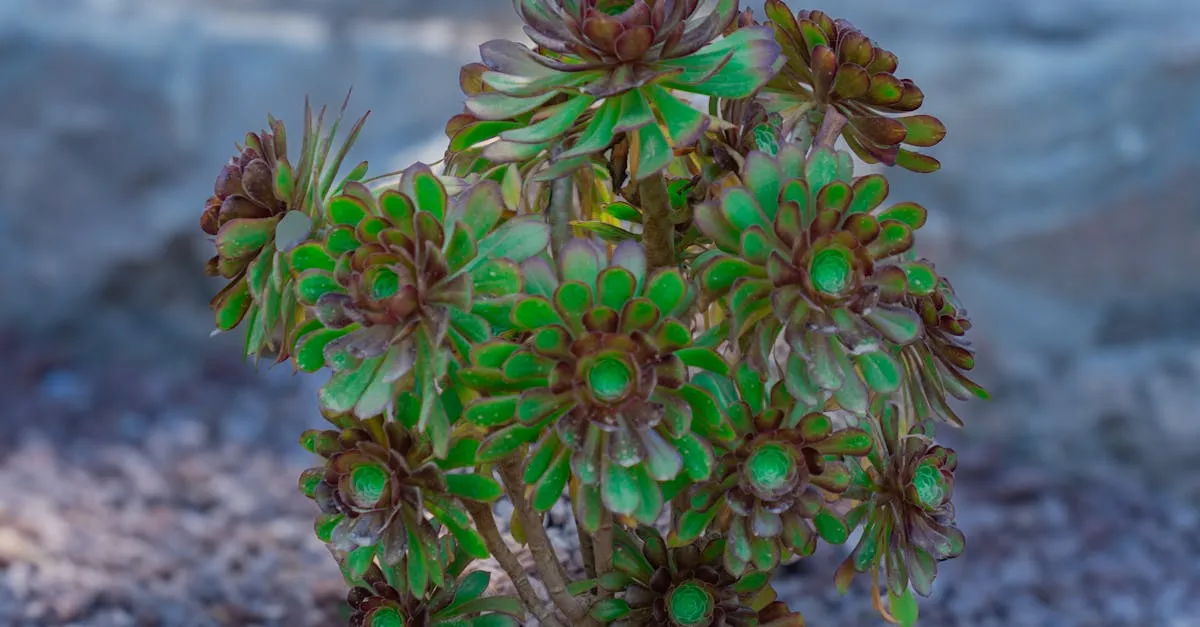 Aeonium Care: Growing Black Rose and Other Varieties