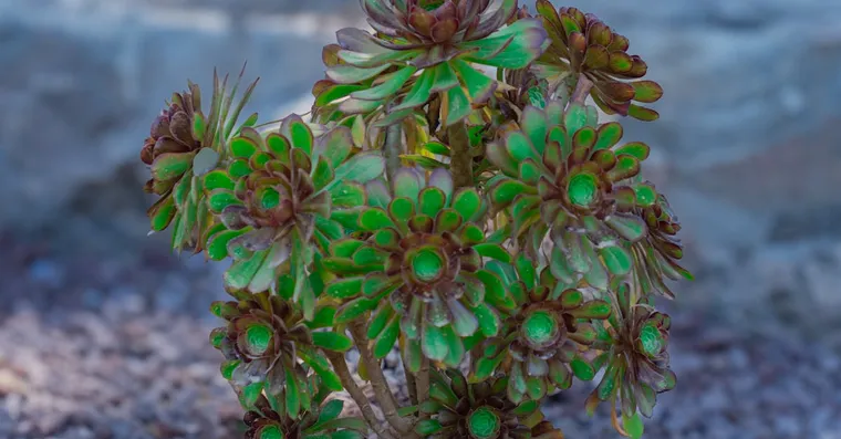 Aeonium Care: Growing Black Rose and Other Varieties