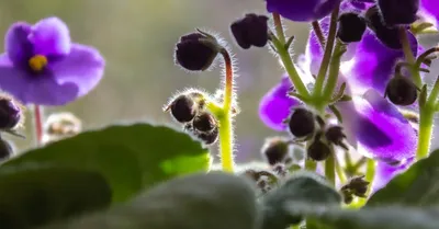 African Violet