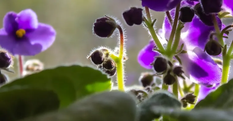 African Violet Care: Getting It to Flower Year-Round
