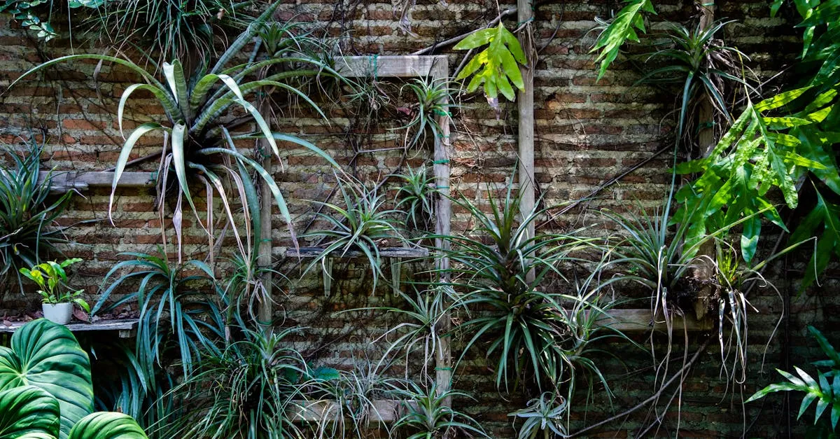 Air Plant Care: Watering a Plant That Grows Without Soil