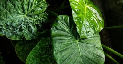 Alocasia