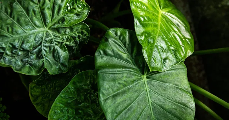 Alocasia Care: Light, Water, and Surviving Dormancy