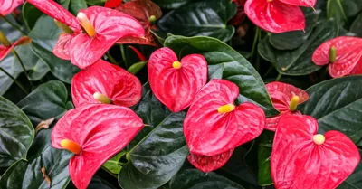 Anthurium