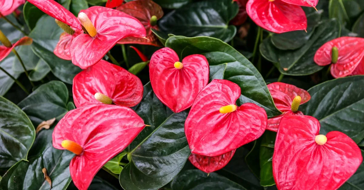 Anthurium Care: How to Keep It Flowering Indoors