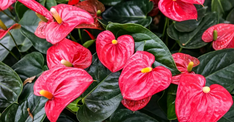 Anthurium Care: How to Keep It Flowering Indoors