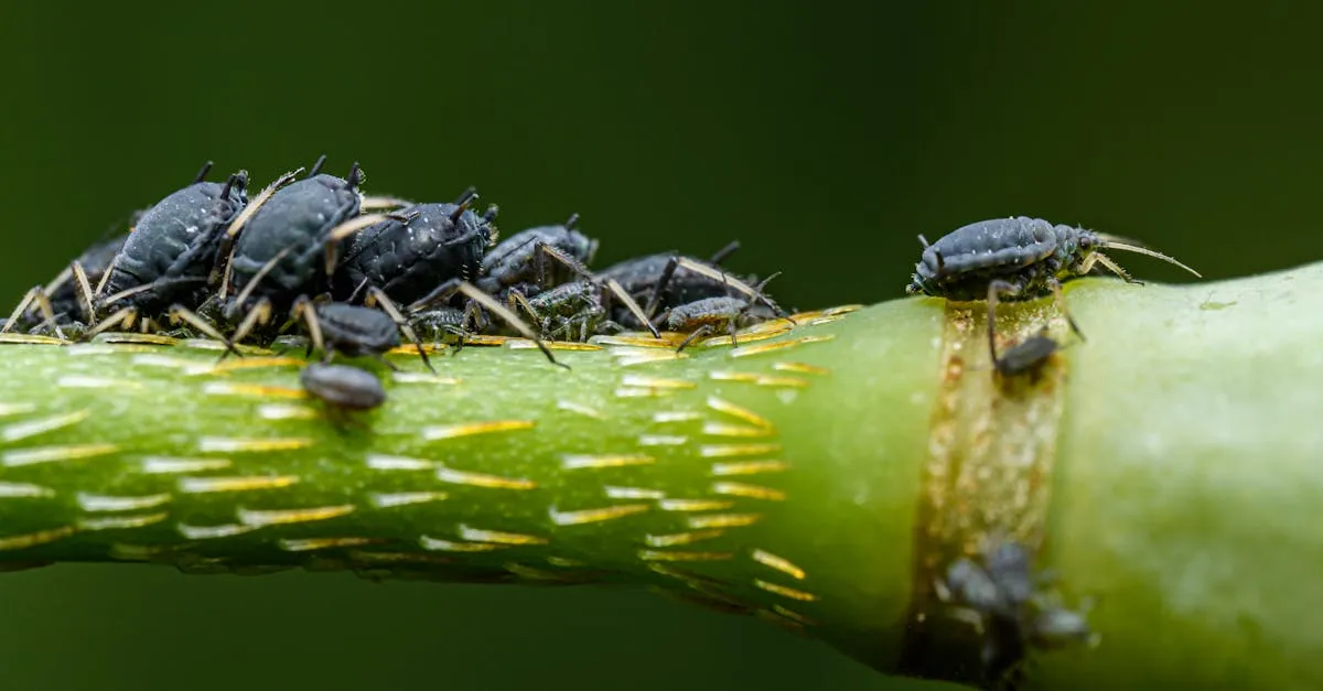 Aphids on Houseplants: How to Spot and Get Rid of Them