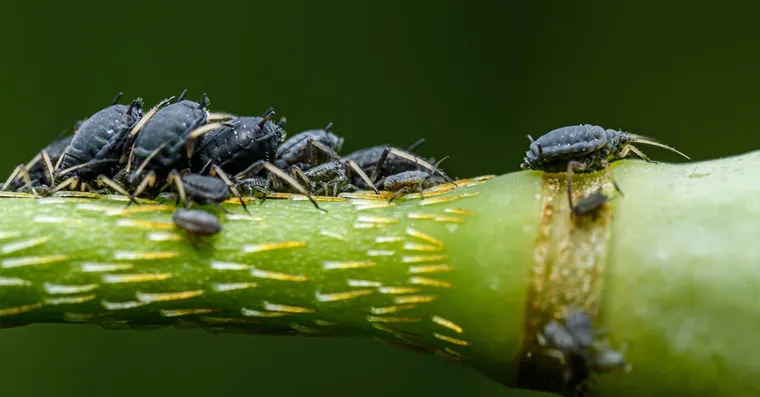 Aphids on Houseplants: How to Spot and Get Rid of Them