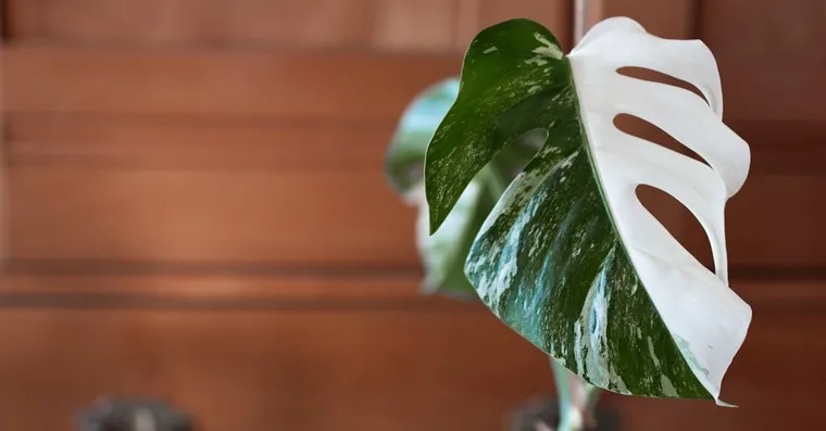 Are Expensive Houseplants Worth It?