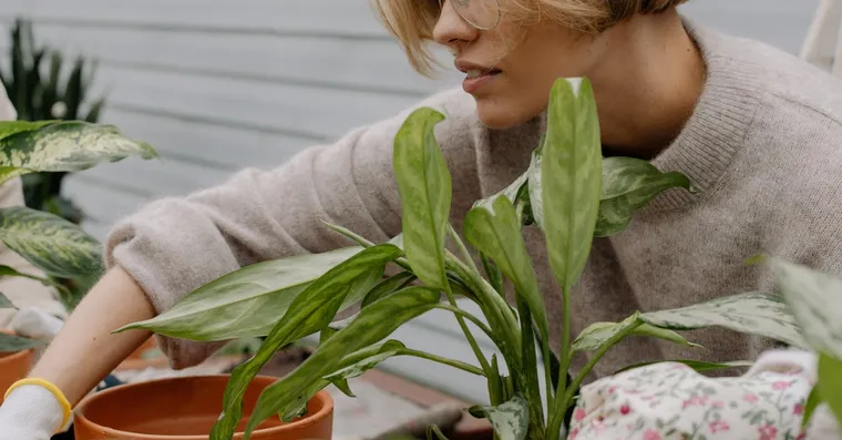 Are Houseplants Actually Good for Your Health?