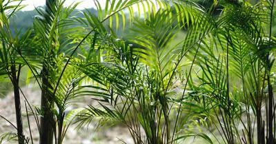 Areca Palm
