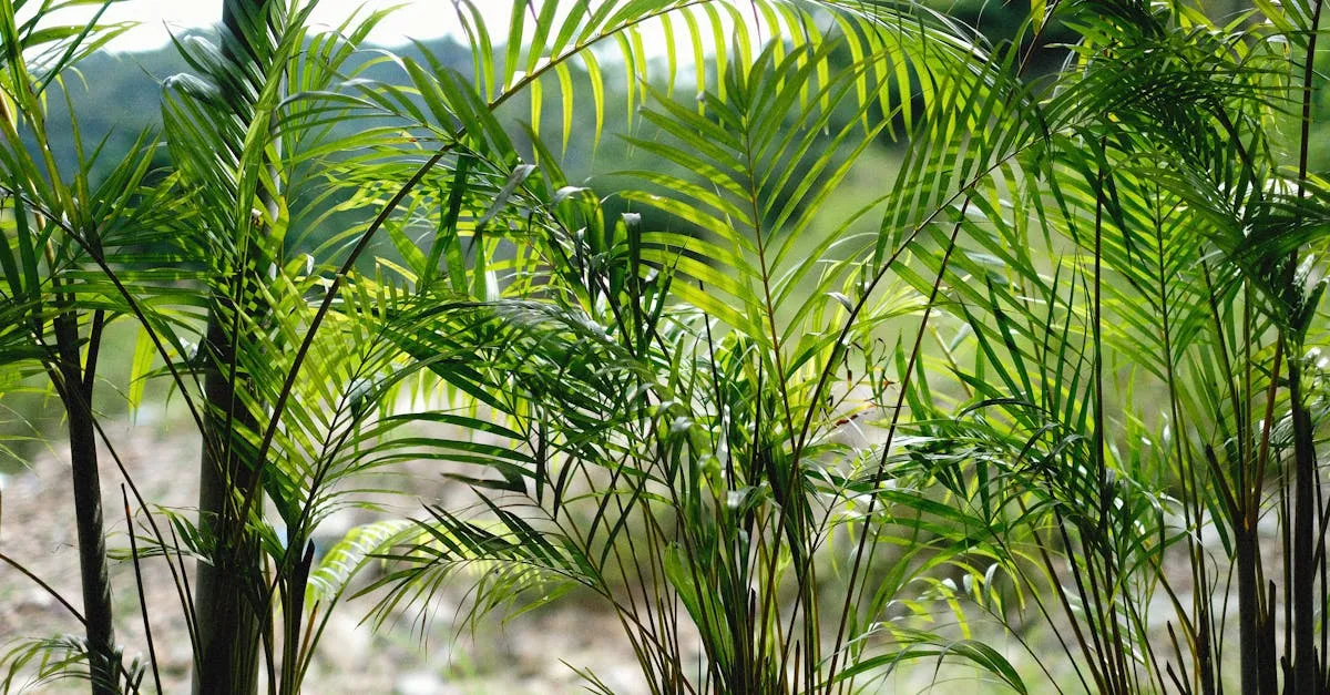 Areca Palm Care: Keeping the Fronds Green, Not Brown