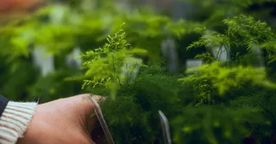 Asparagus Fern