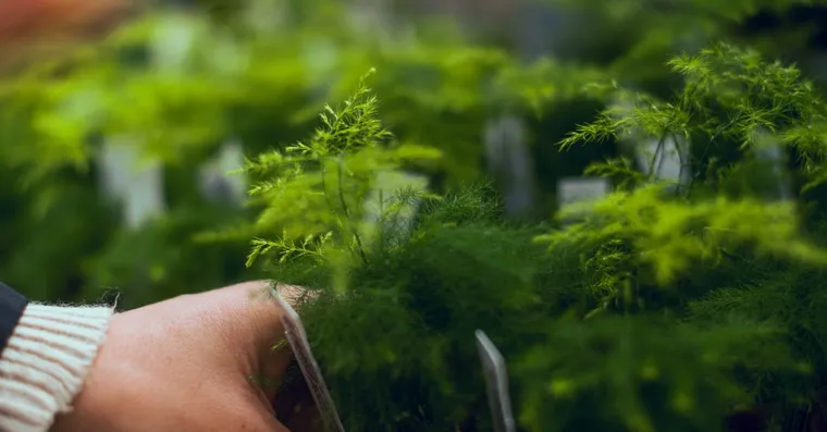 Asparagus Fern Care: Not a Fern, and It Has Thorns
