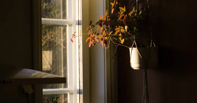 Autumn Houseplant Care: Easing Plants Into Their Slow Season