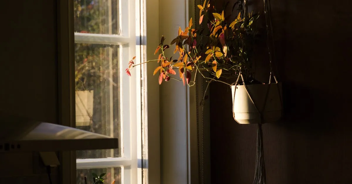 Autumn Houseplant Care: Easing Plants Into Their Slow Season