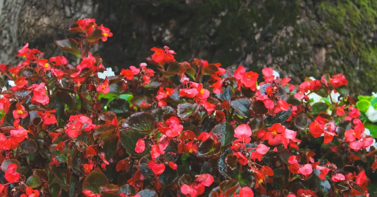 Begonia Care: Light, Watering, and Avoiding Mildew Indoors