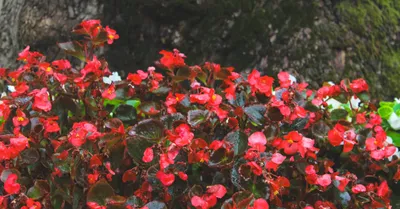 Begonia