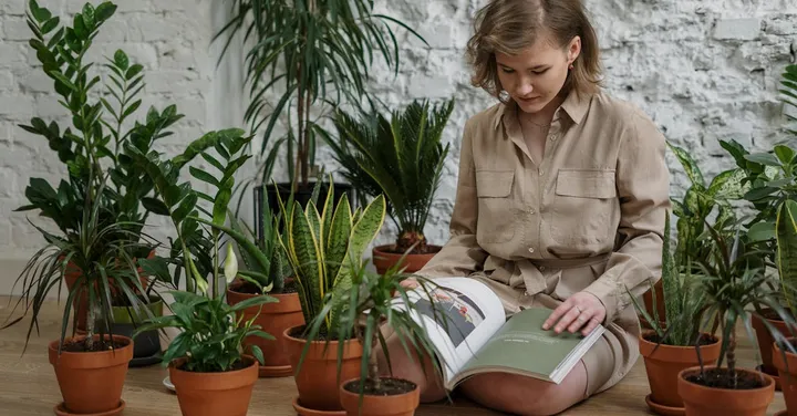 7 Best Houseplants for Beginners