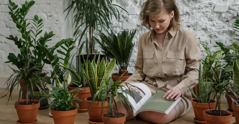 7 Best Houseplants for Beginners