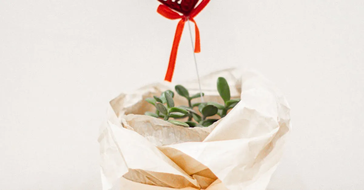 8 Best Houseplants to Give as Gifts