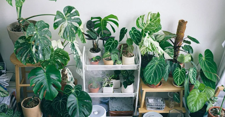 Best humidifiers for houseplants