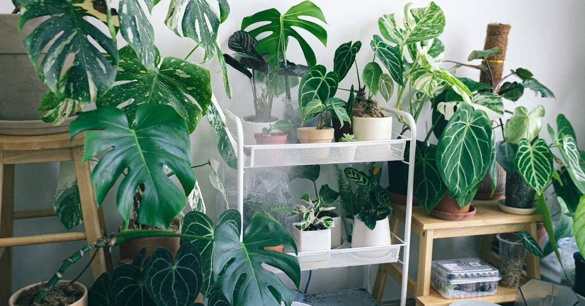 7 Low-Light Houseplants That Actually Survive