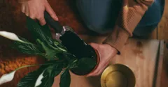 The Best Soil Mix for a Monstera (and a Simple Recipe)