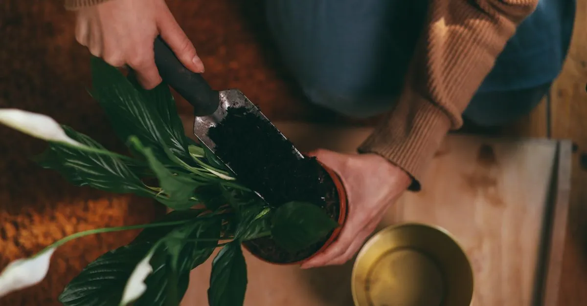 The Best Soil Mix for a Monstera (and a Simple Recipe)