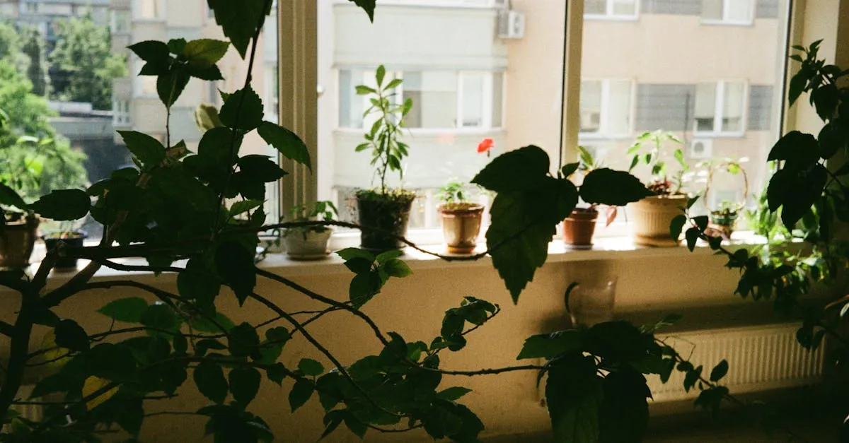 7 Best Houseplants for a Sunny Window