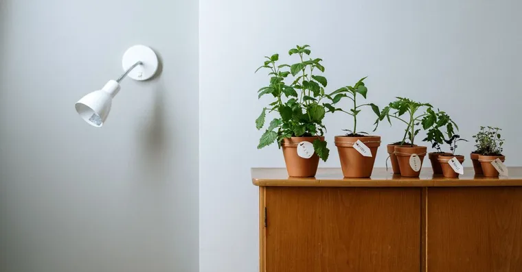 Best pots and planters for houseplants