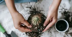 Best potting soil for houseplants