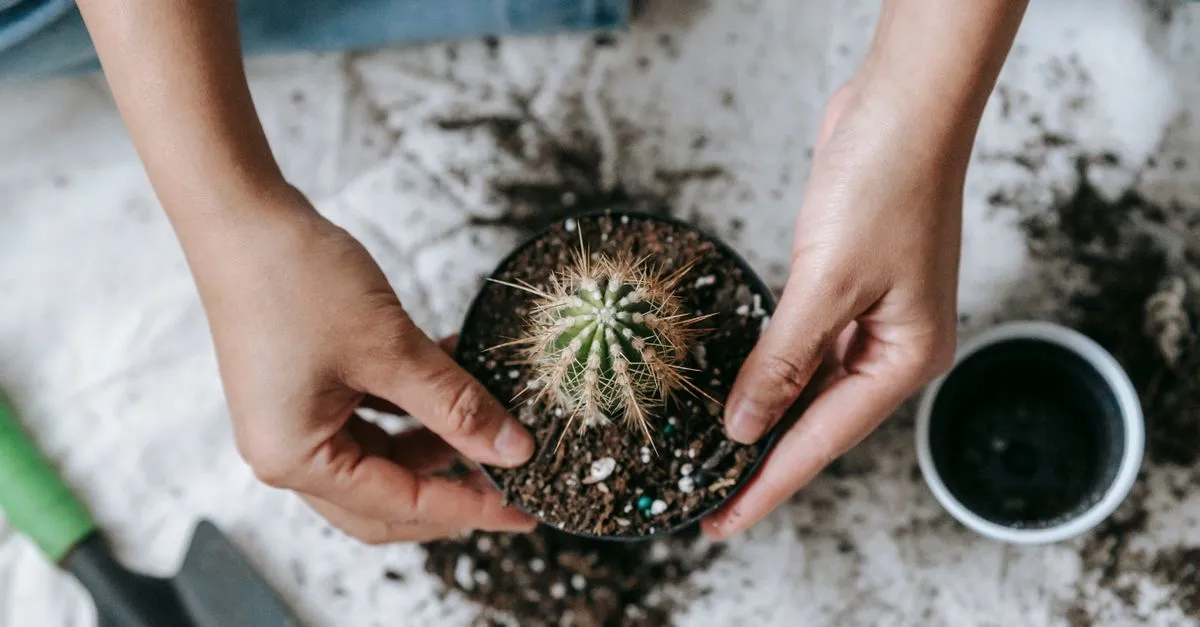 Best potting soil for houseplants