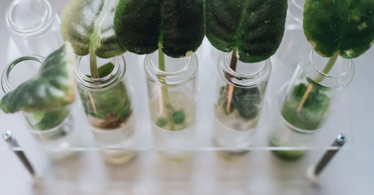Best propagation stations for houseplants