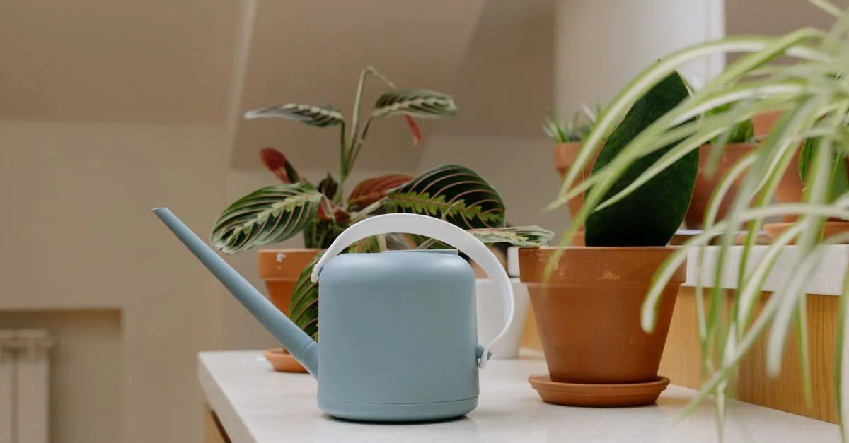 Best self watering pots and planters