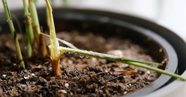 Best soil moisture meters for houseplants