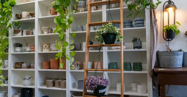 The Best Time to Buy Houseplants (and When to Hold Off)