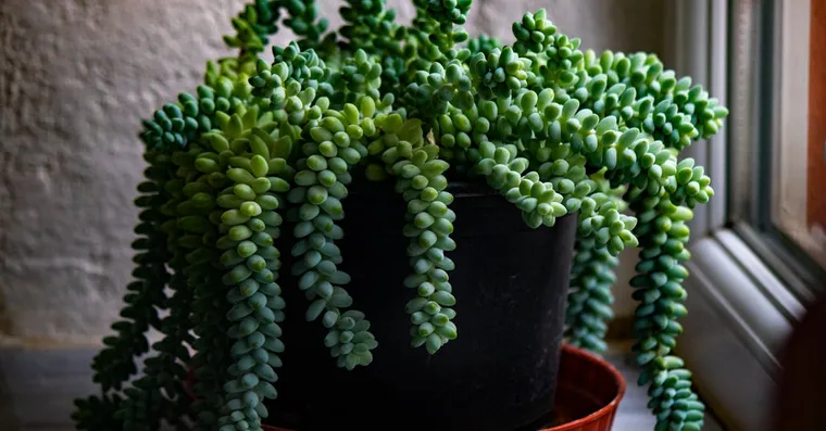 9 Best Trailing and Hanging Houseplants