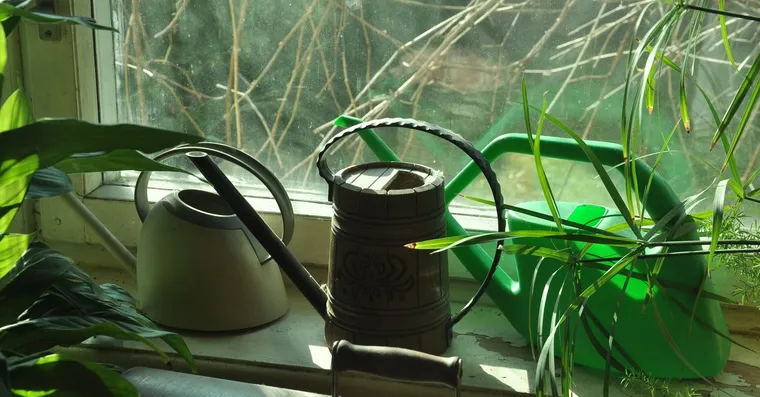 Best watering cans for houseplants