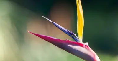 Bird of Paradise