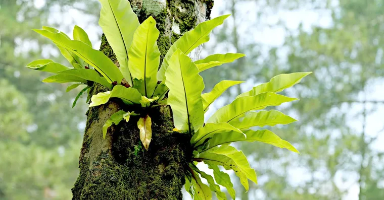 Bird's Nest Fern Care: A Forgiving Fern for Lower Light