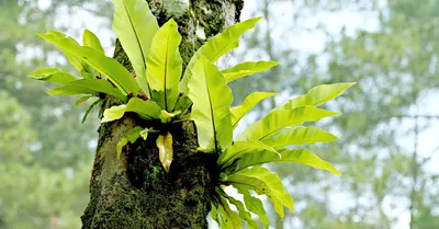 Bird's Nest Fern