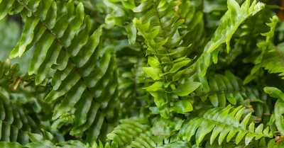 Boston Fern