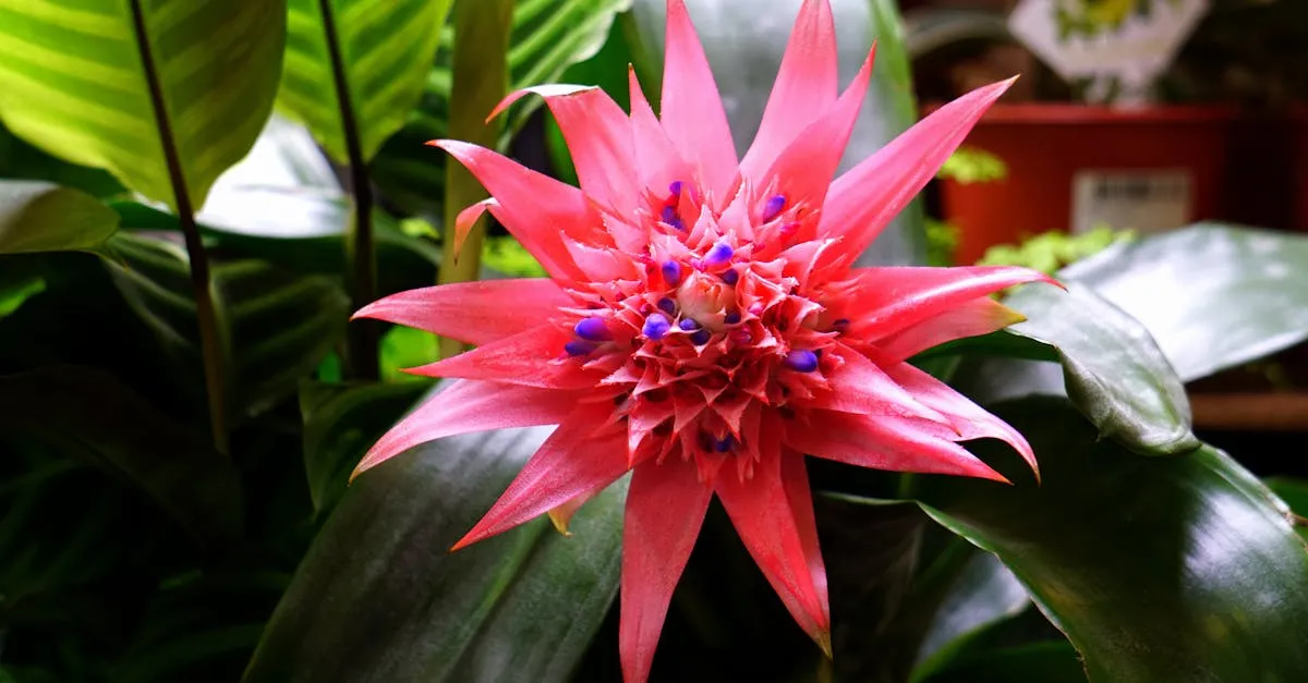 Bromeliad Care: How to Keep Your Bromeliad Alive and Blooming