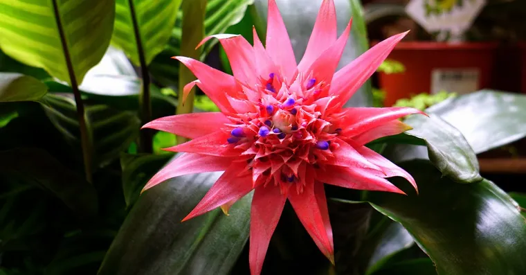 Bromeliad Care: How to Keep Your Bromeliad Alive and Blooming