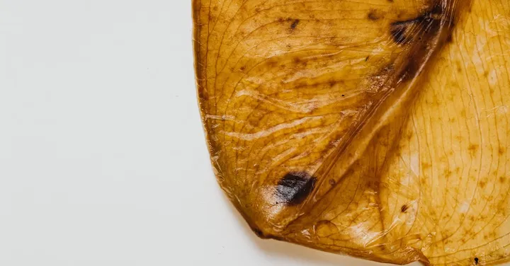 Brown Leaf Tips: Why They Happen and How to Stop Them