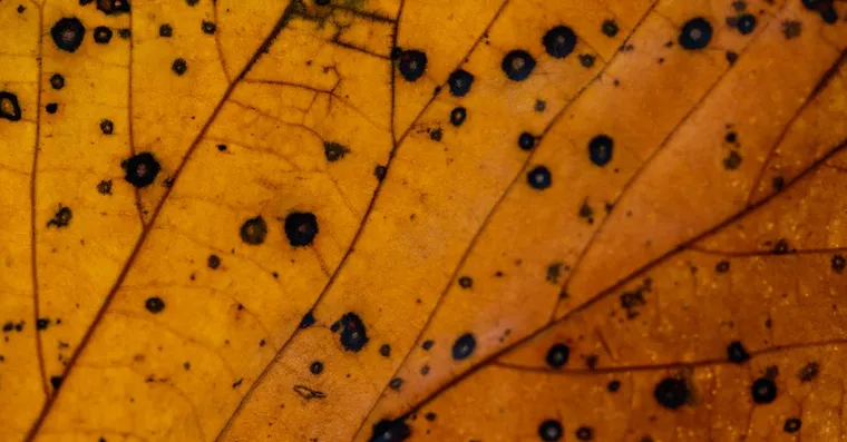 Brown Spots on Houseplant Leaves: Causes and Fixes