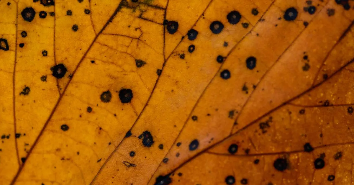 Brown Spots on Houseplant Leaves: Causes and Fixes
