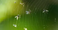 BTI for Fungus Gnats: How Mosquito Bits Actually Work