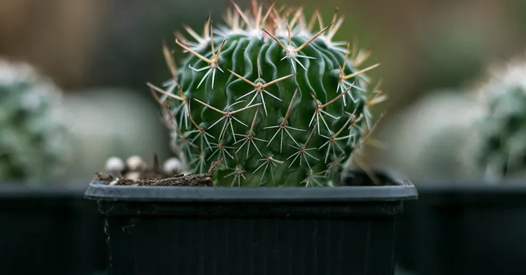Tiny Bugs in Houseplant Soil: How to Tell Them Apart